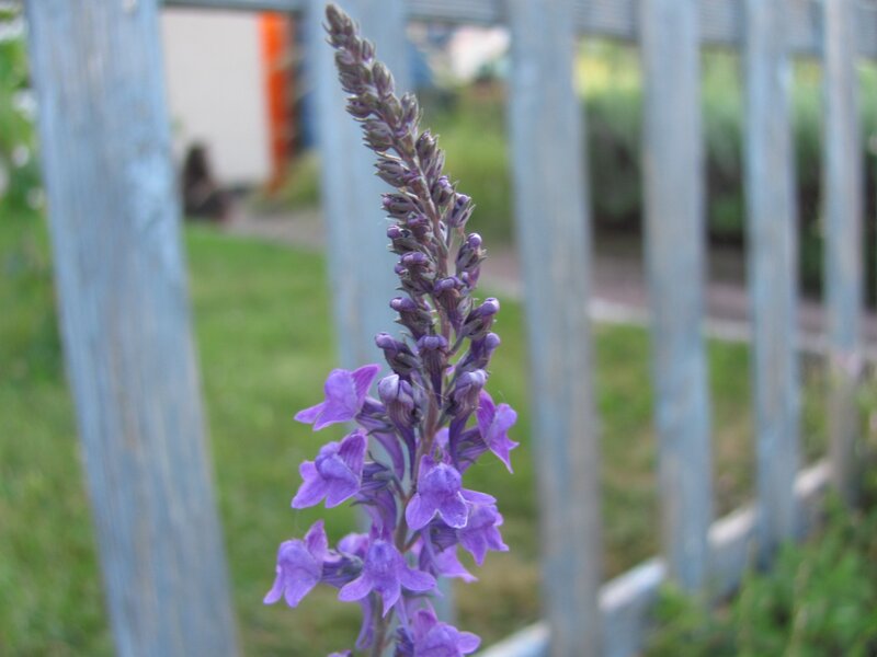 purple flower in garden