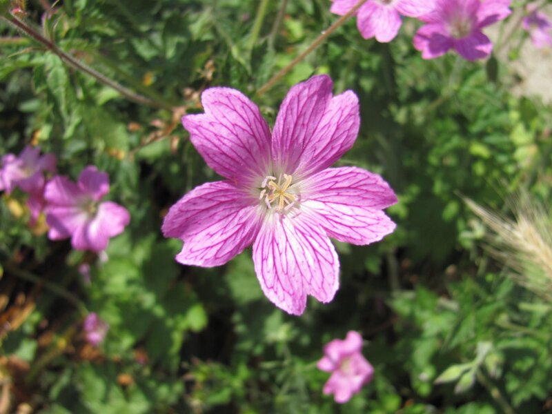 purple flower in garden
