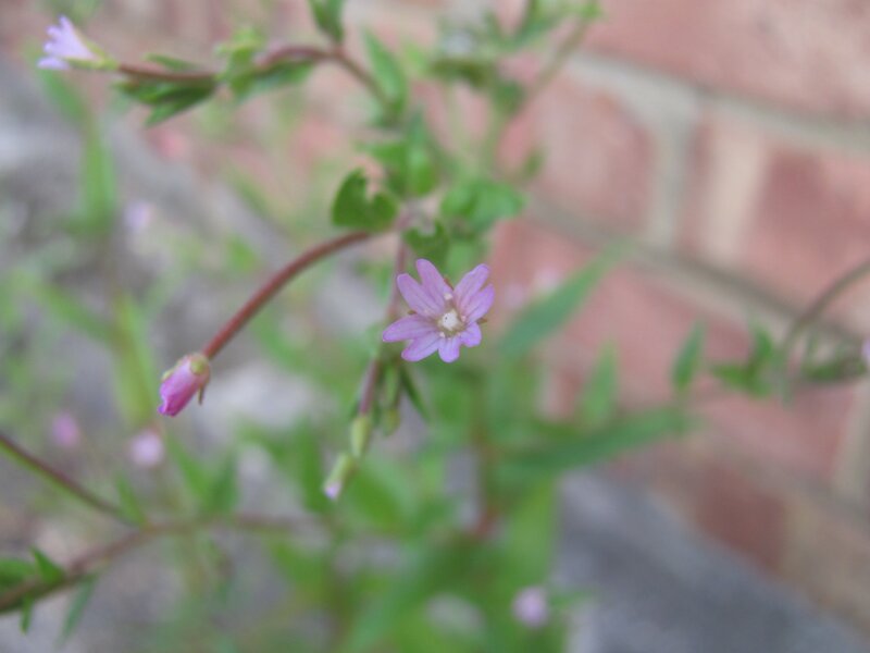 purple flower in garden