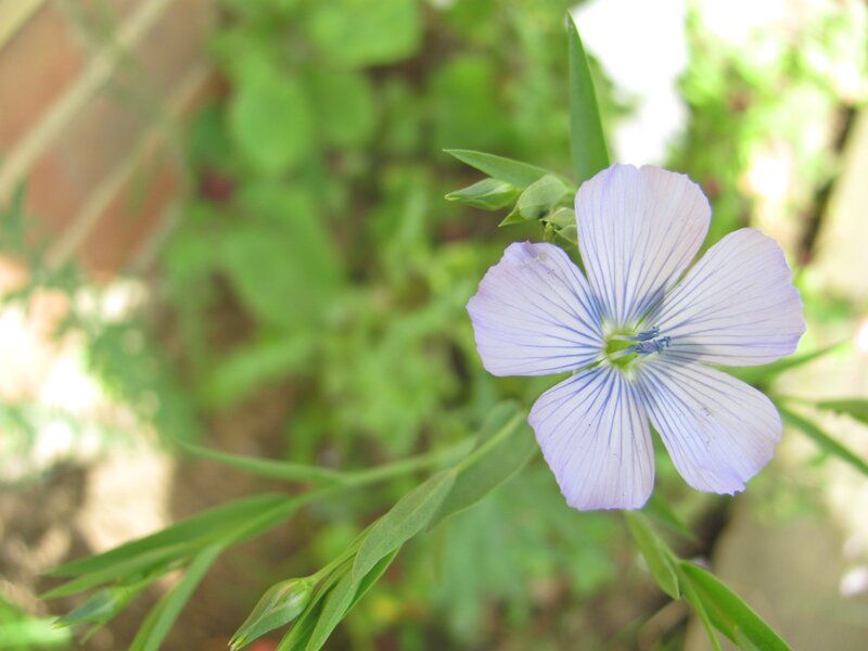 purple flower in garden