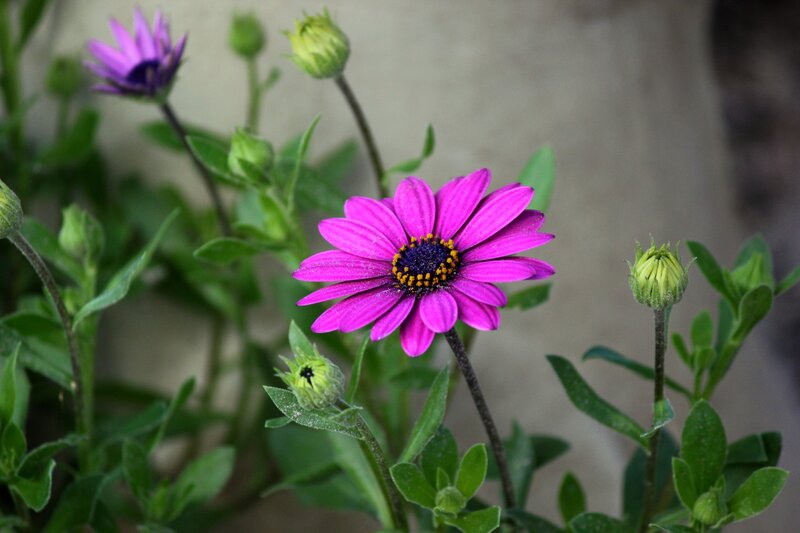 Purple flower in garden