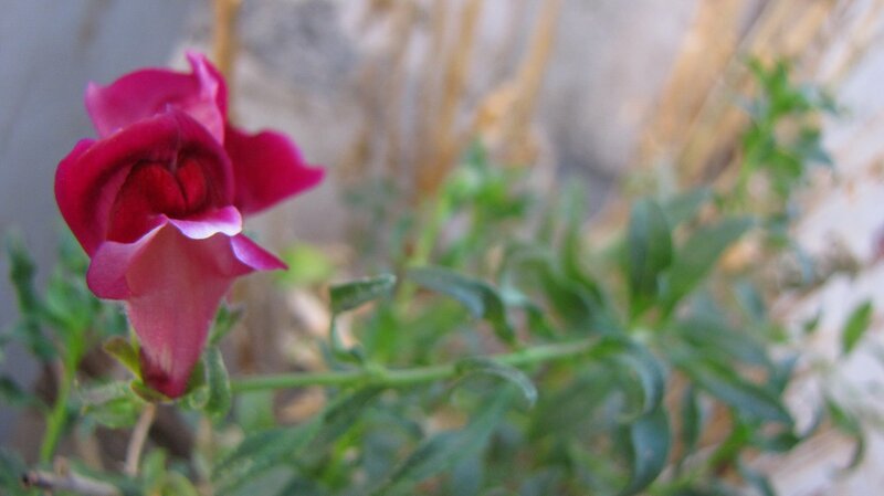 purple flower in garden