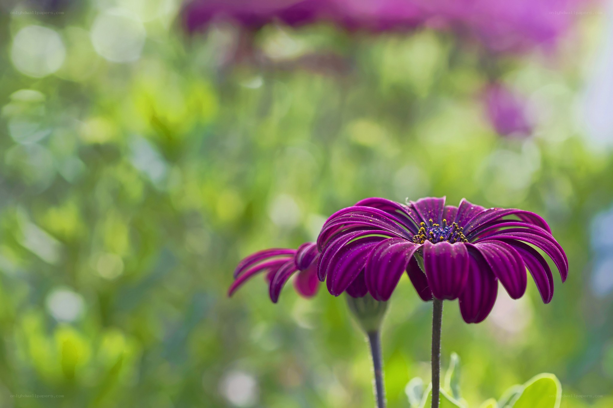 Purple flower in garden