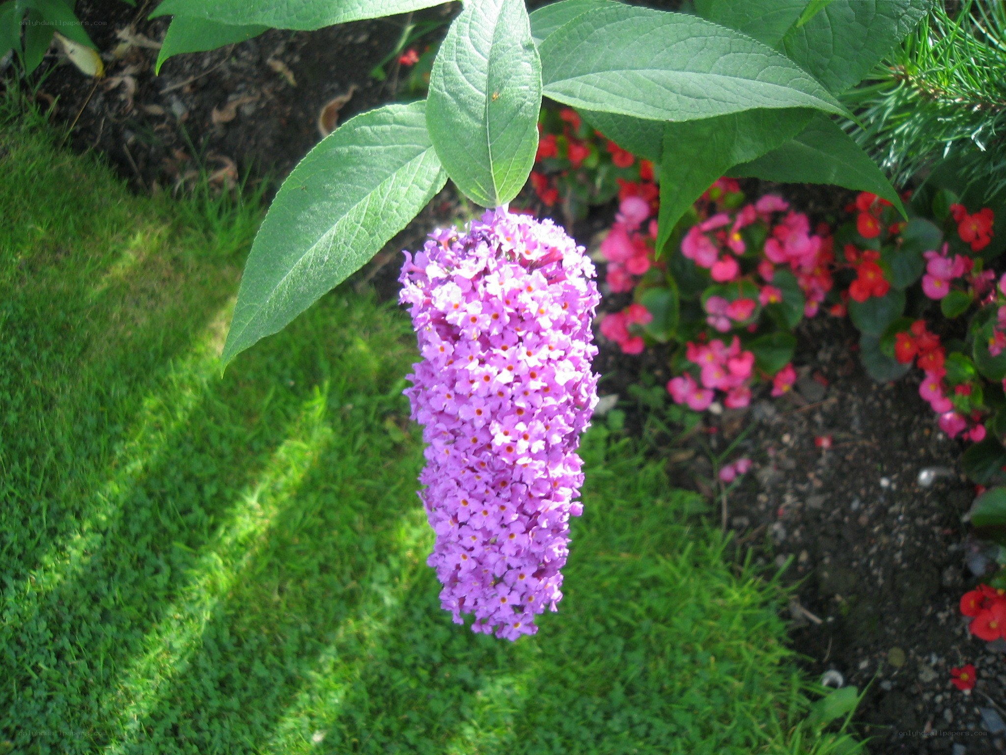 purple flower in garden