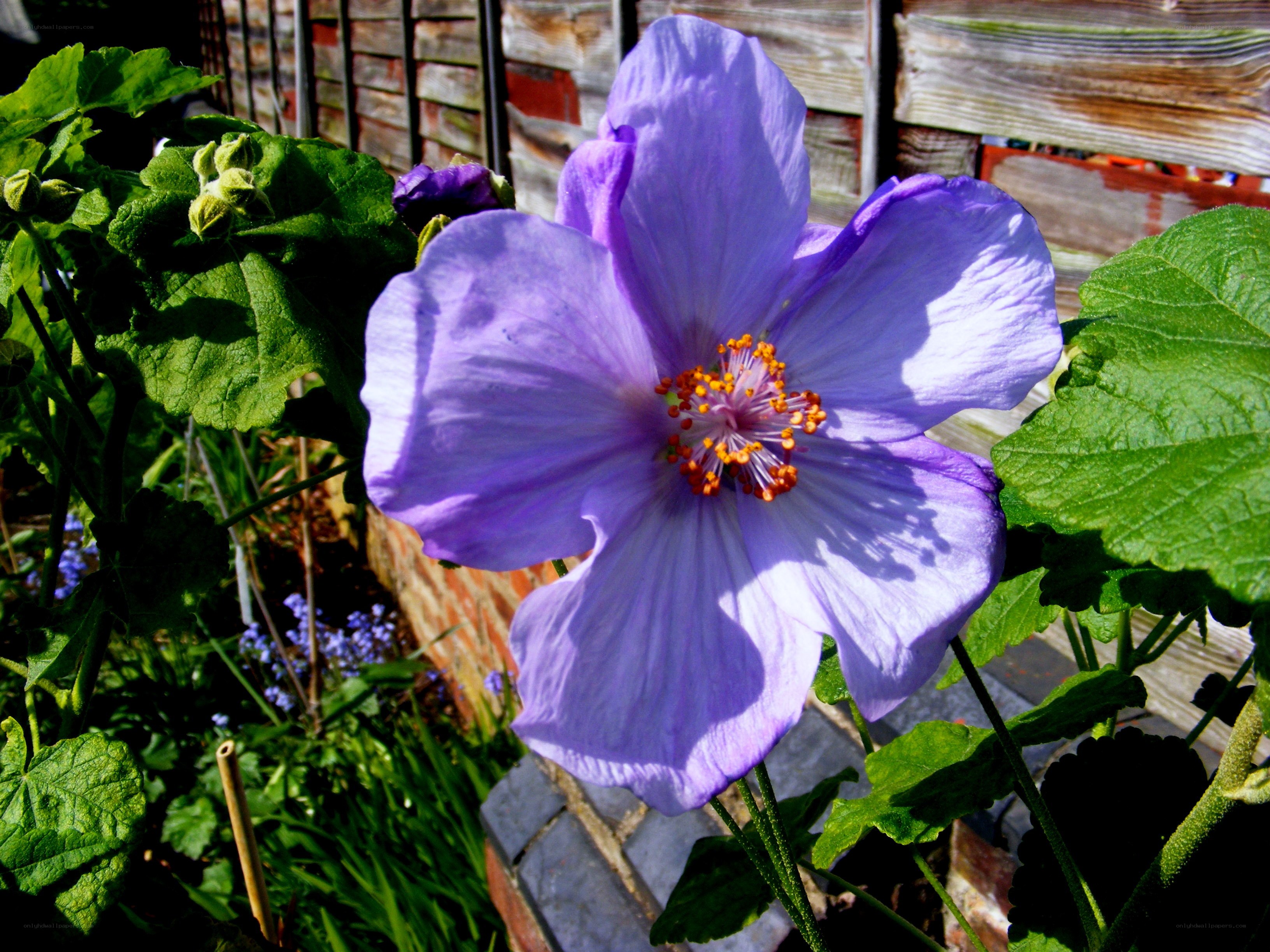 Purple flower in garden
