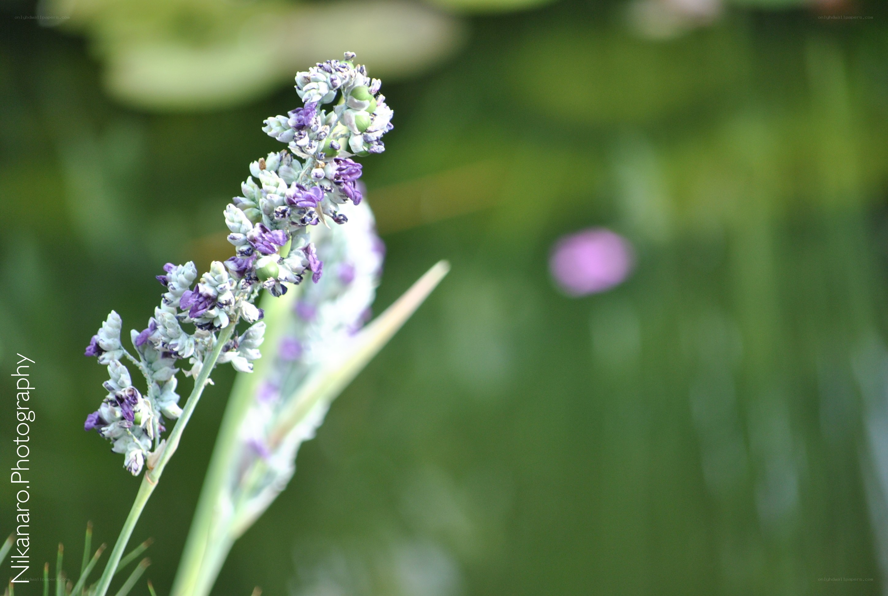 purple flower in garden