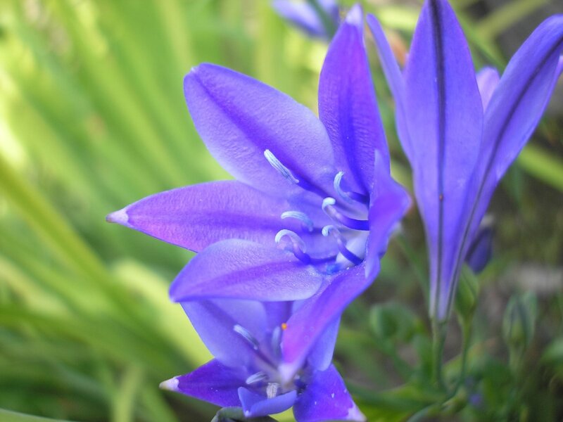Purple flower in garden