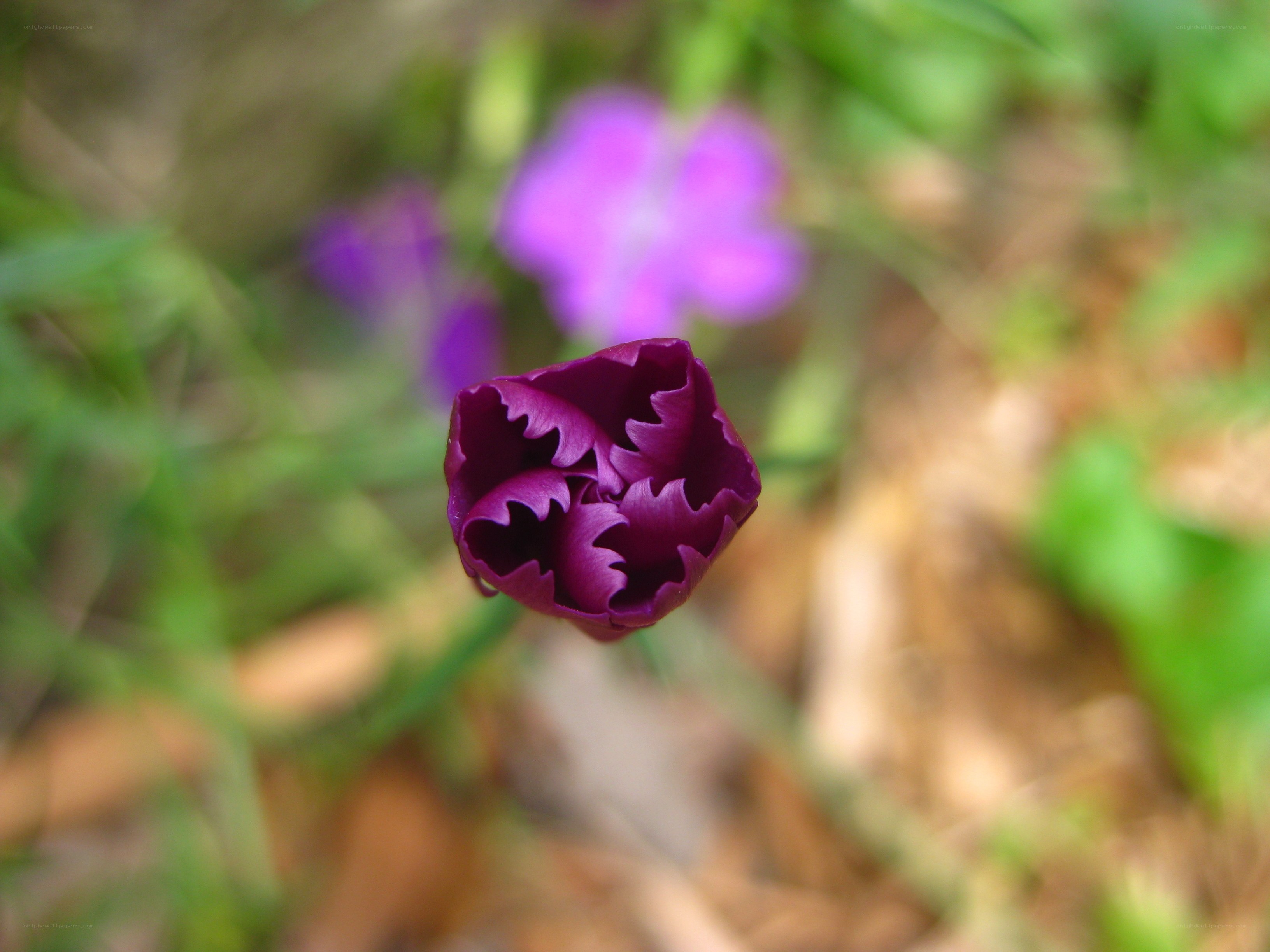 Purple flower in garden