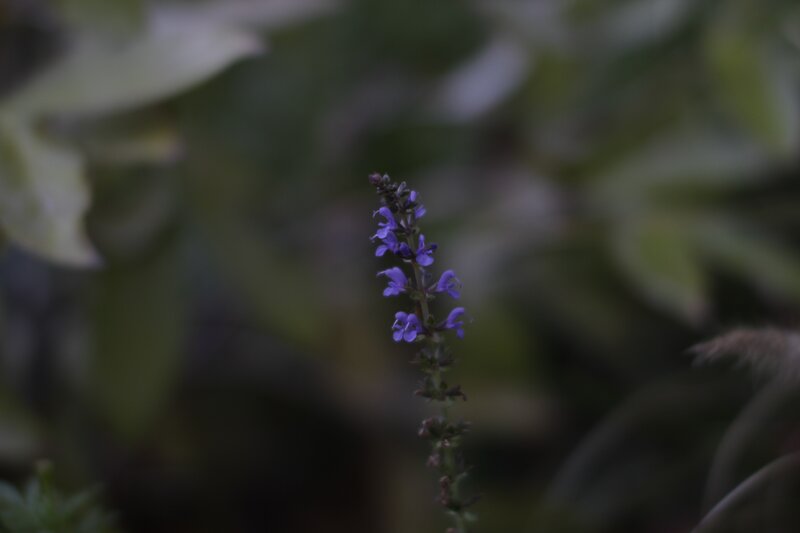 purple flower in garden
