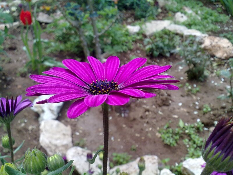 Purple flower in garden