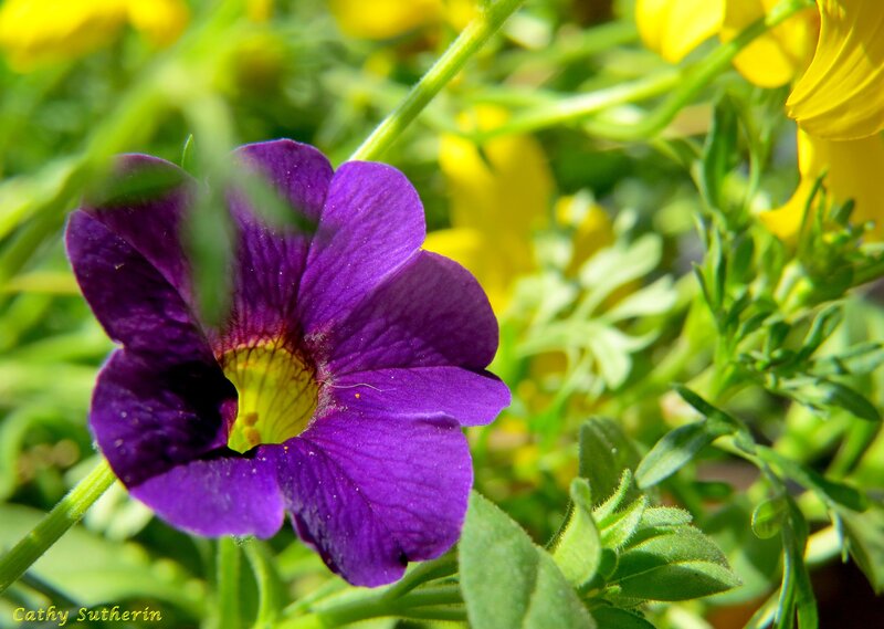 Purple Flower in Garden — Bright