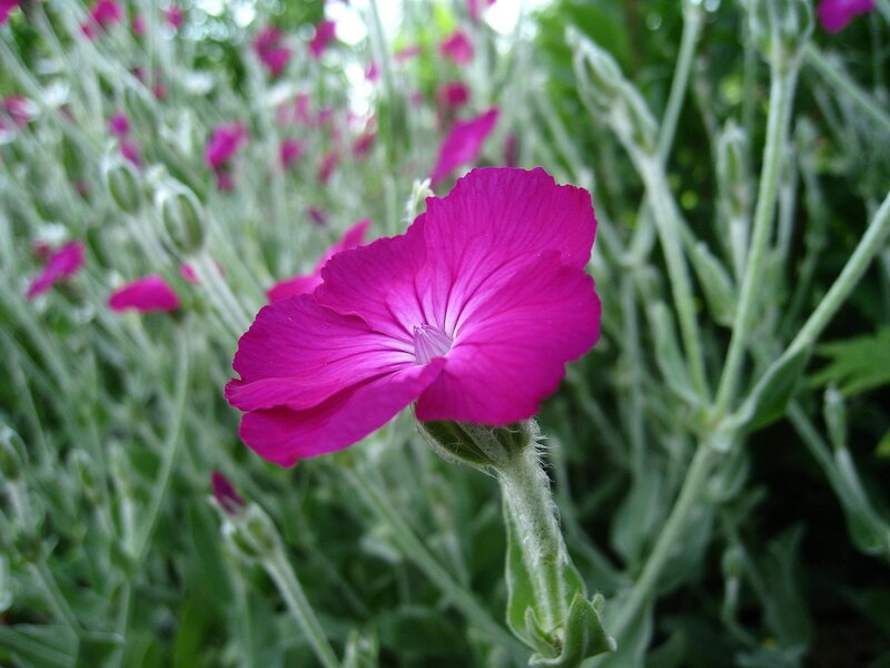 Purple Flower in Garden — Calm