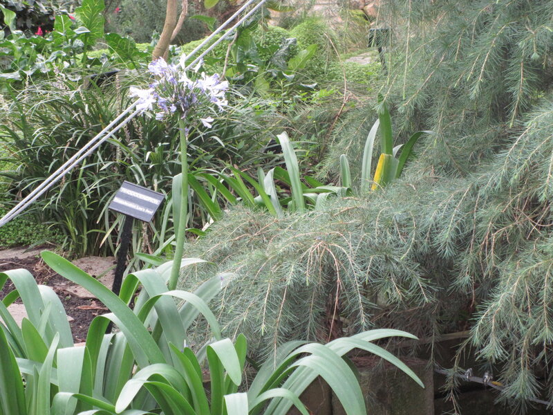 Purple Flower in Garden — Green, Natural