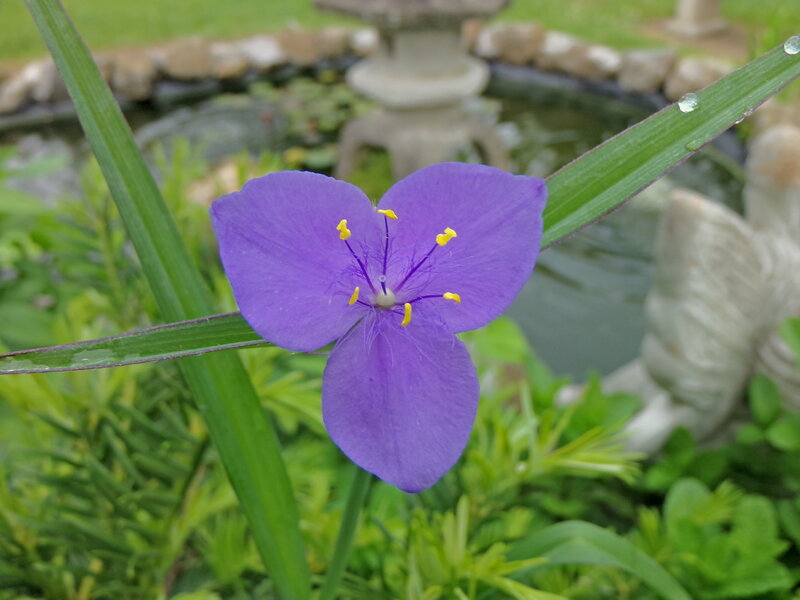 Purple Flower in Garden — Serene