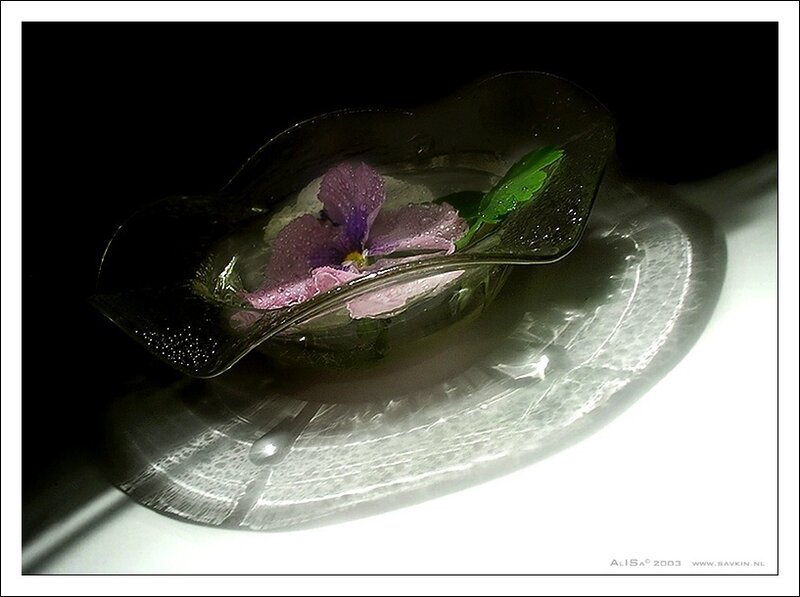 Purple Flower in Glass Bowl — Dramatic
