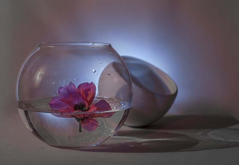 Purple Flower in Glass Bowl — Serene, Photograph