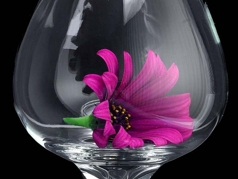 Purple flower in glass bowl