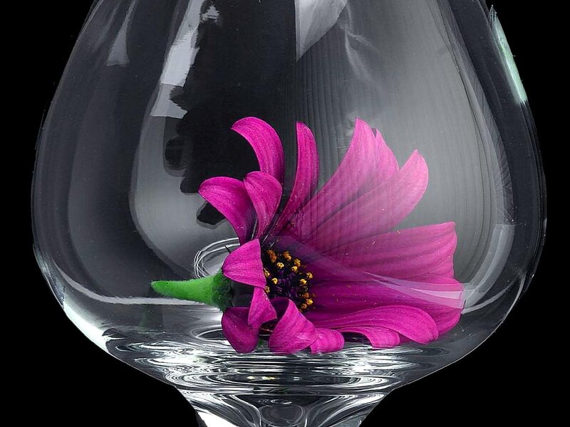Purple Flower in Glass
