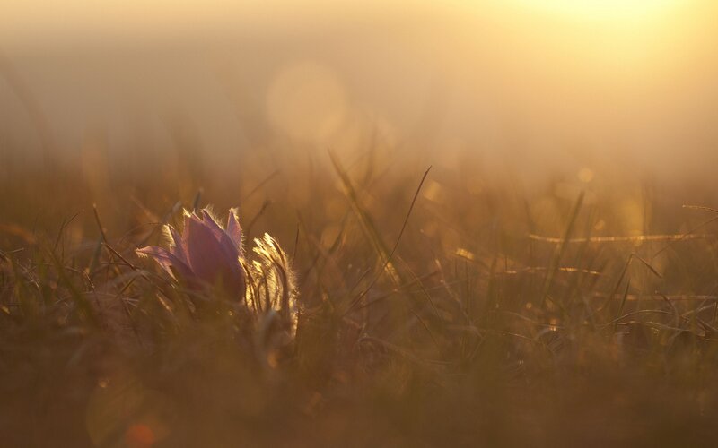 Purple flower in golden grass