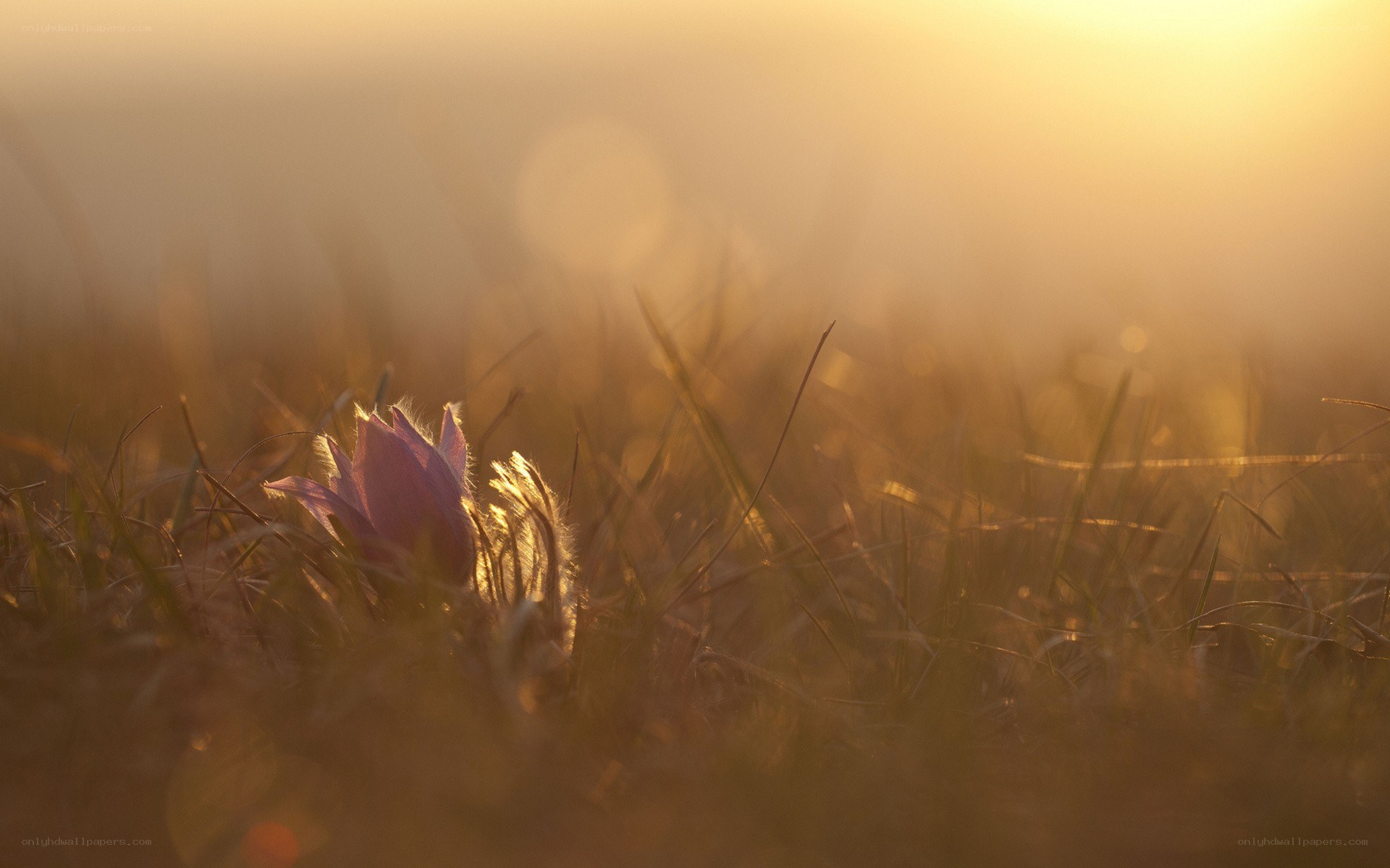 Purple flower in golden grass