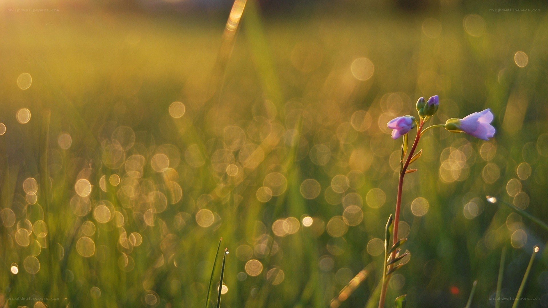 Purple flower in golden grass