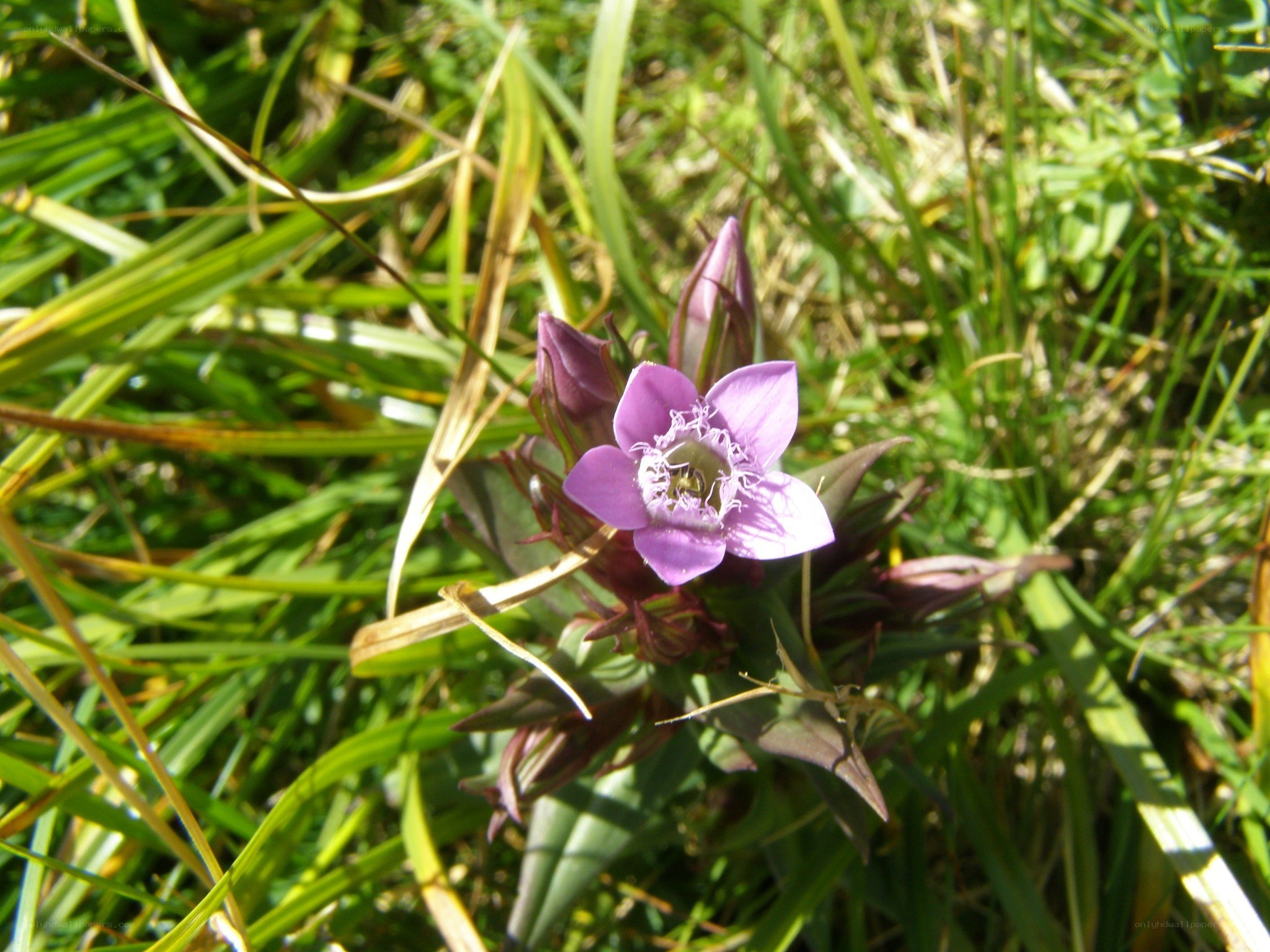 purple flower in grass