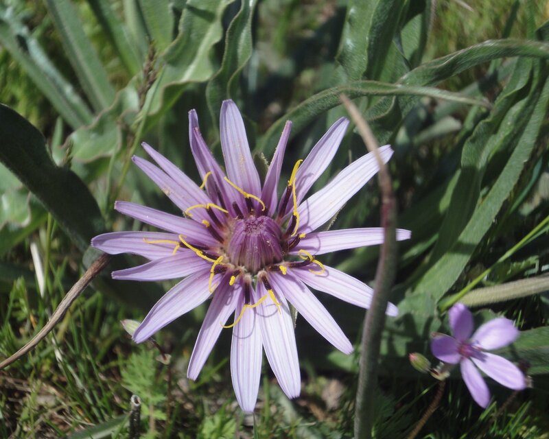 purple flower in grass