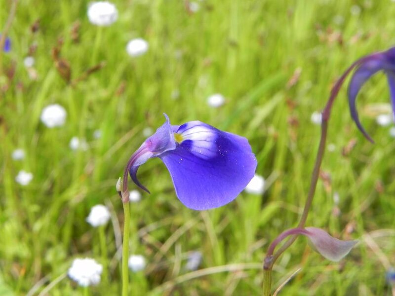 Purple Flower in Grass — Blue