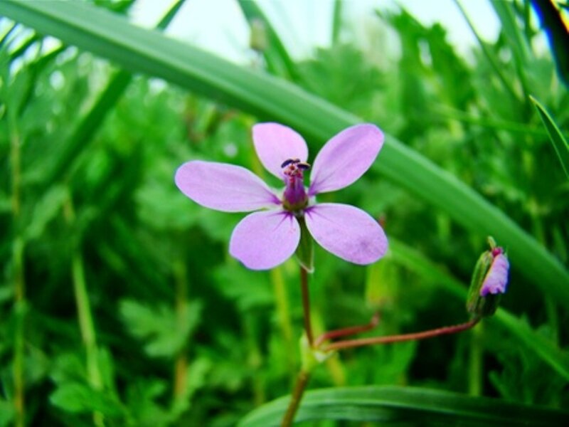 Purple Flower in Grass — Calm