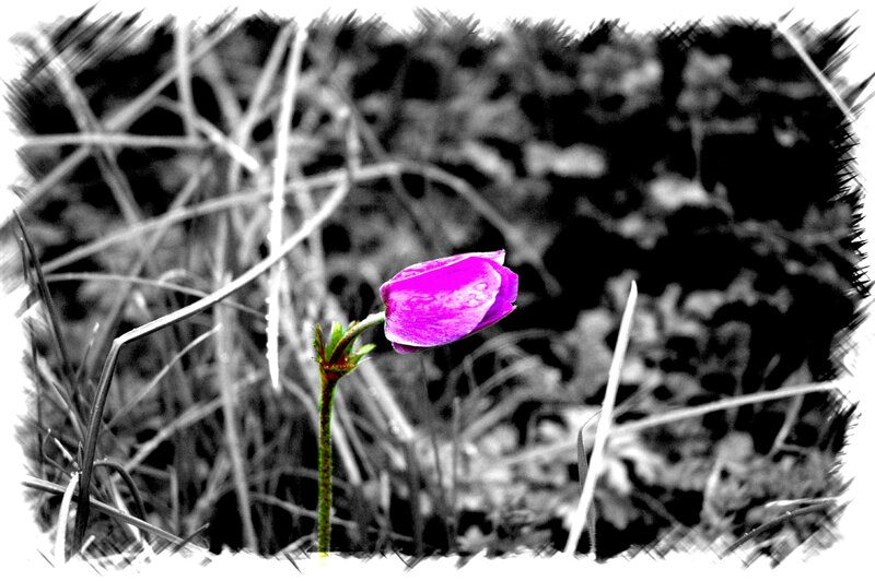 Purple Flower in Grass — Dramatic
