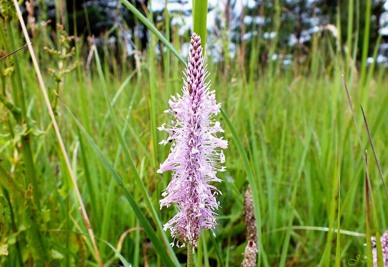 Purple Flower in Grass — Green, Natural