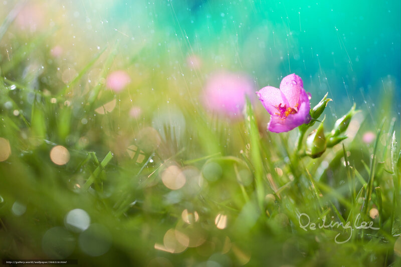 Purple Flower in Grass — Green, Serene, Morning, Photograph