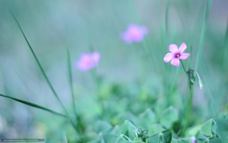 Purple Flower in Grass — Green, Serene, Photograph, Leaves