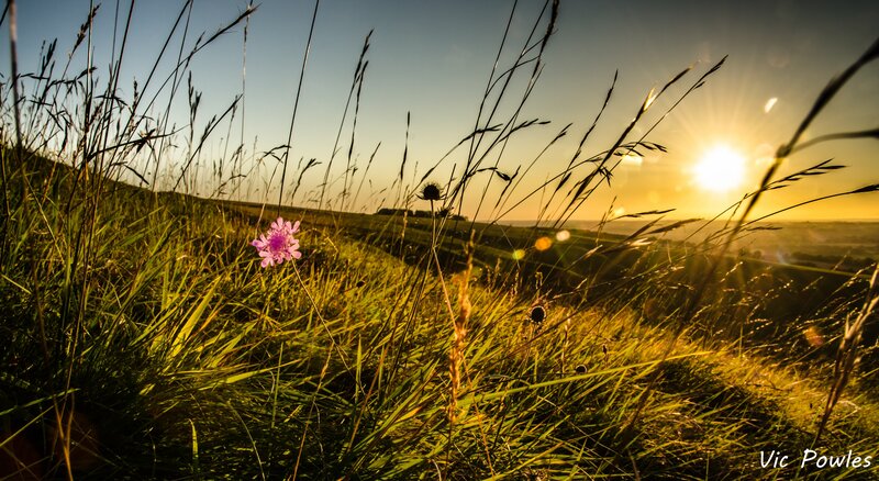 Purple Flower in Grass — Green, Serene, Sunset, Photograph, Sun