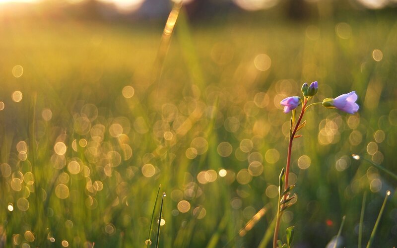Purple Flower in Grass — Green, Serene, Sunset, Photograph