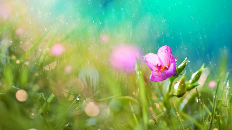 Purple Flower in Grass — Green, Serene