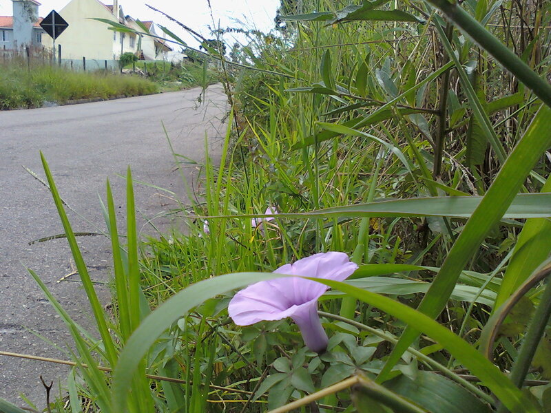 Purple Flower in Grass — Green
