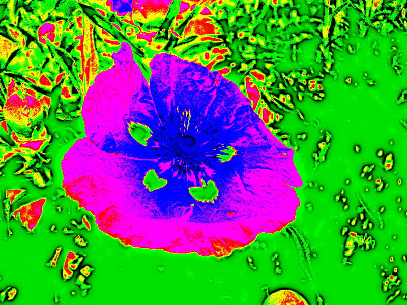 Purple Flower in Grass — Green, Vibrant
