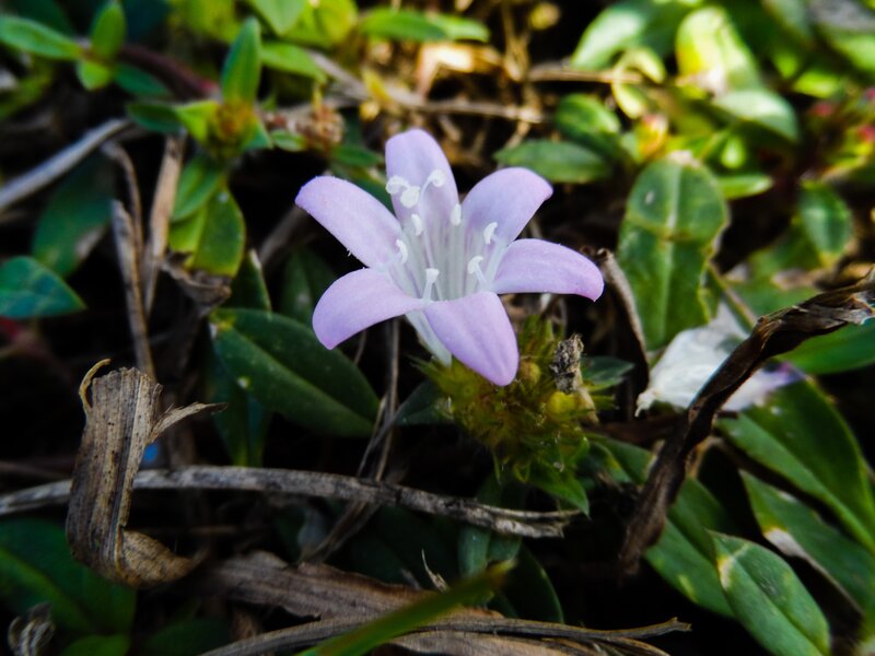 Purple Flower in Grass — Natural