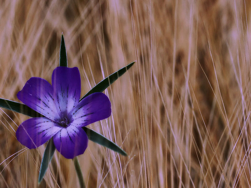 Purple Flower in Grass — Serene, Afternoon