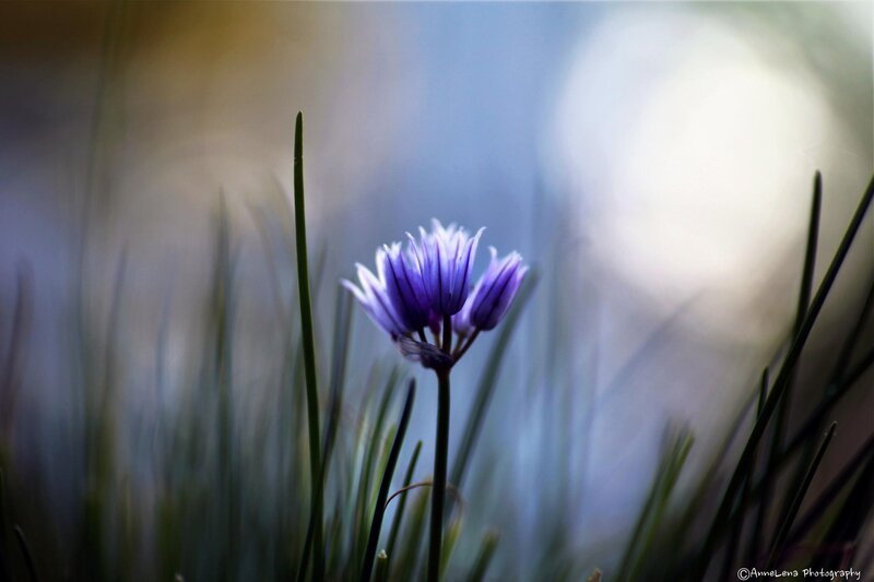 Purple Flower in Grass — Serene, Morning