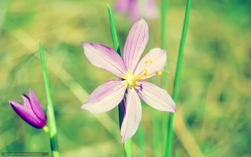 Purple Flower in Grass — Serene, Spring, Photograph, Bud