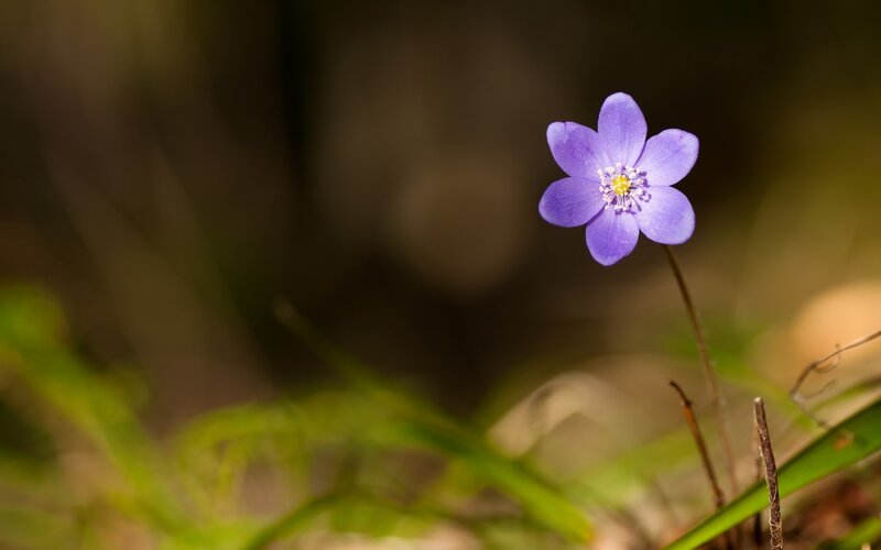 Purple Flower in Grass — Serene, Spring, Photograph, Stem