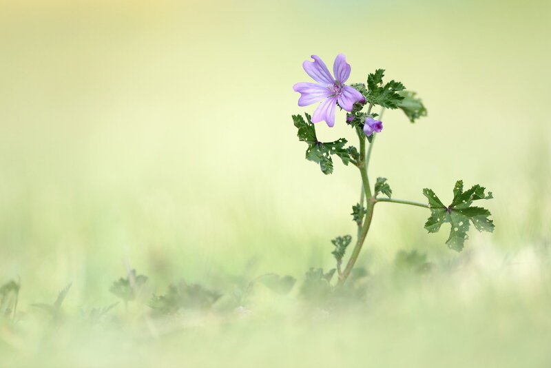 Purple Flower in Grass — Serene, Spring, Photograph
