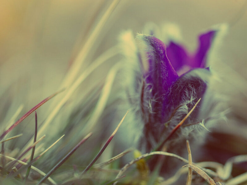Purple Flower in Grass — Serene, Spring