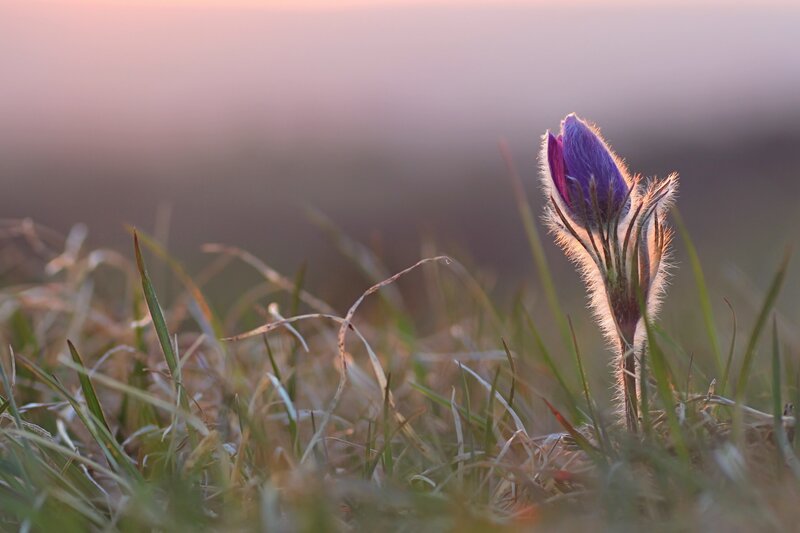 Purple Flower in Grass — Serene, Sunset