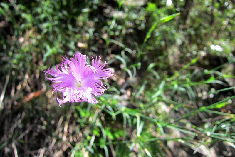 Purple Flower in Grass — Serene