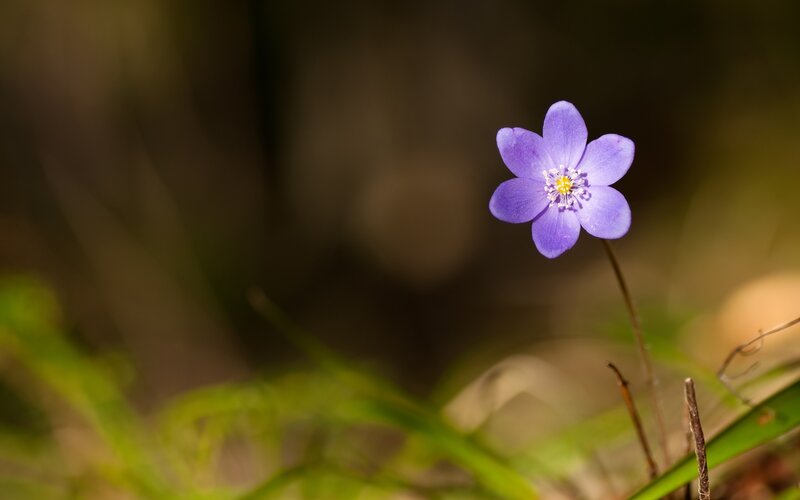 Purple Flower in Grass — Spring