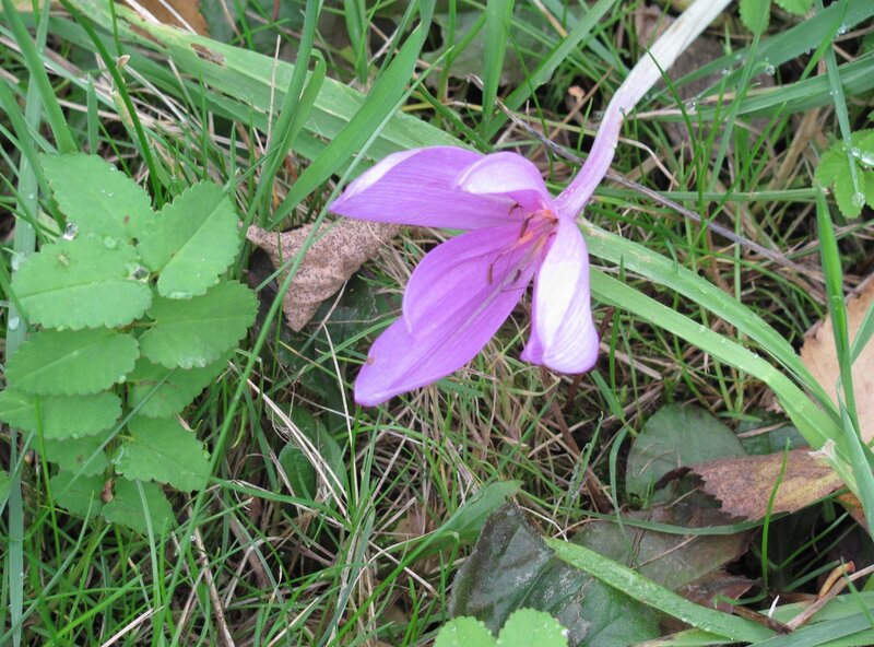 purple flower in grass