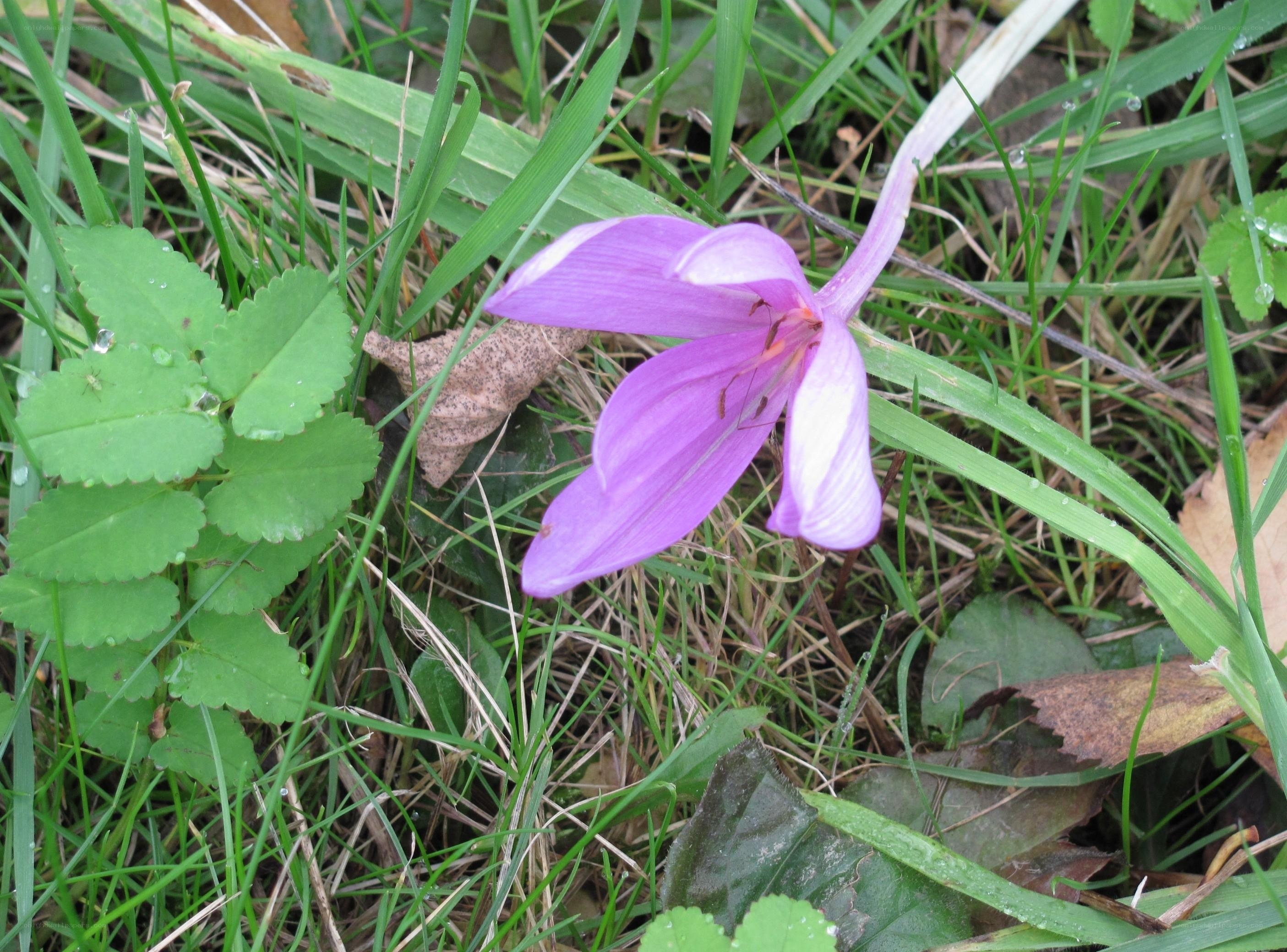 purple flower in grass